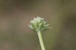 Southern rattlesnake master